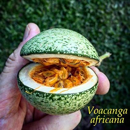 Voacanga africana not the same as iboga